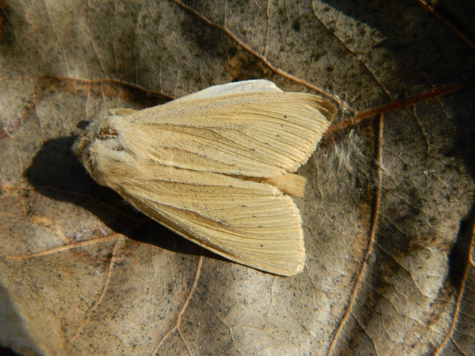 Rhizedra lutosa ?